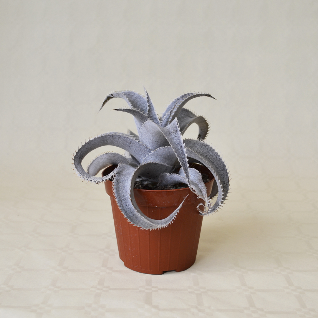 Dyckia marnier-lapostollei vaso 12