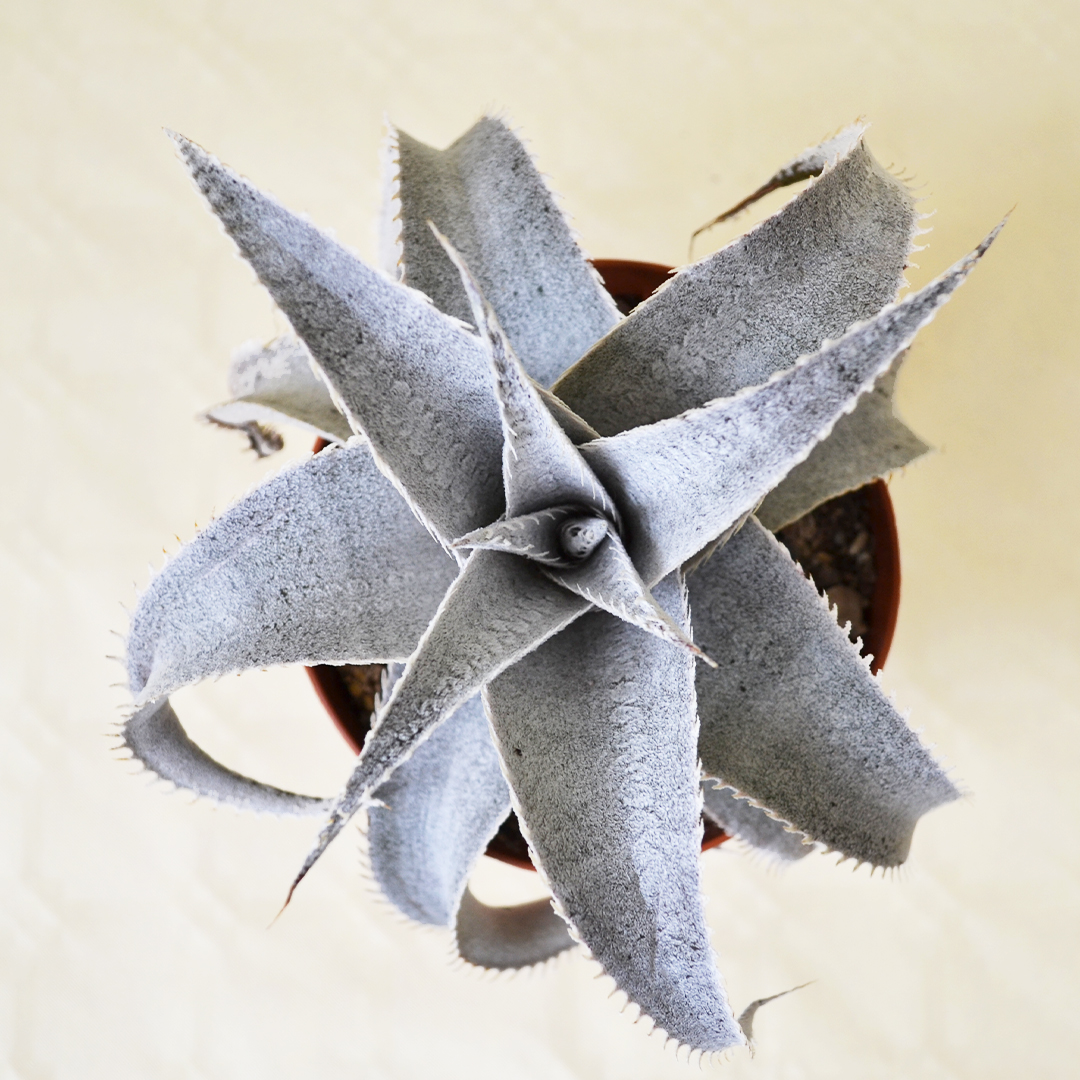 Dyckia marnier-lapostollei vaso 12
