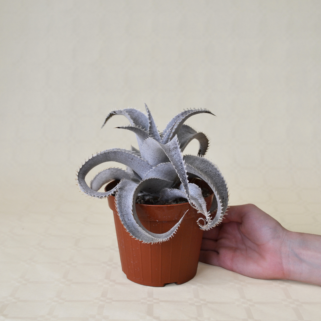 Dyckia marnier-lapostollei vaso 12