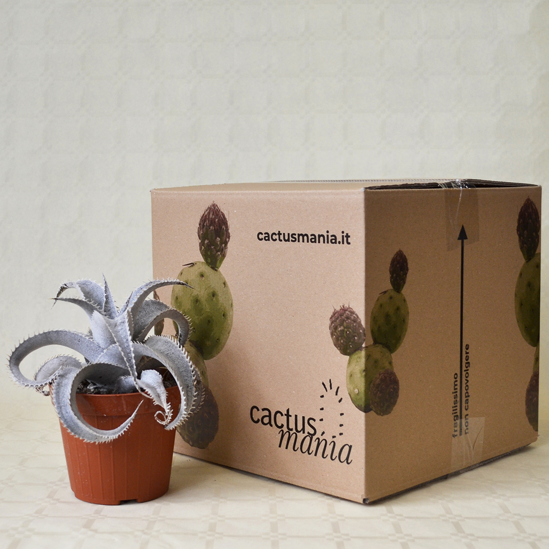 Dyckia marnier-lapostollei vaso 12