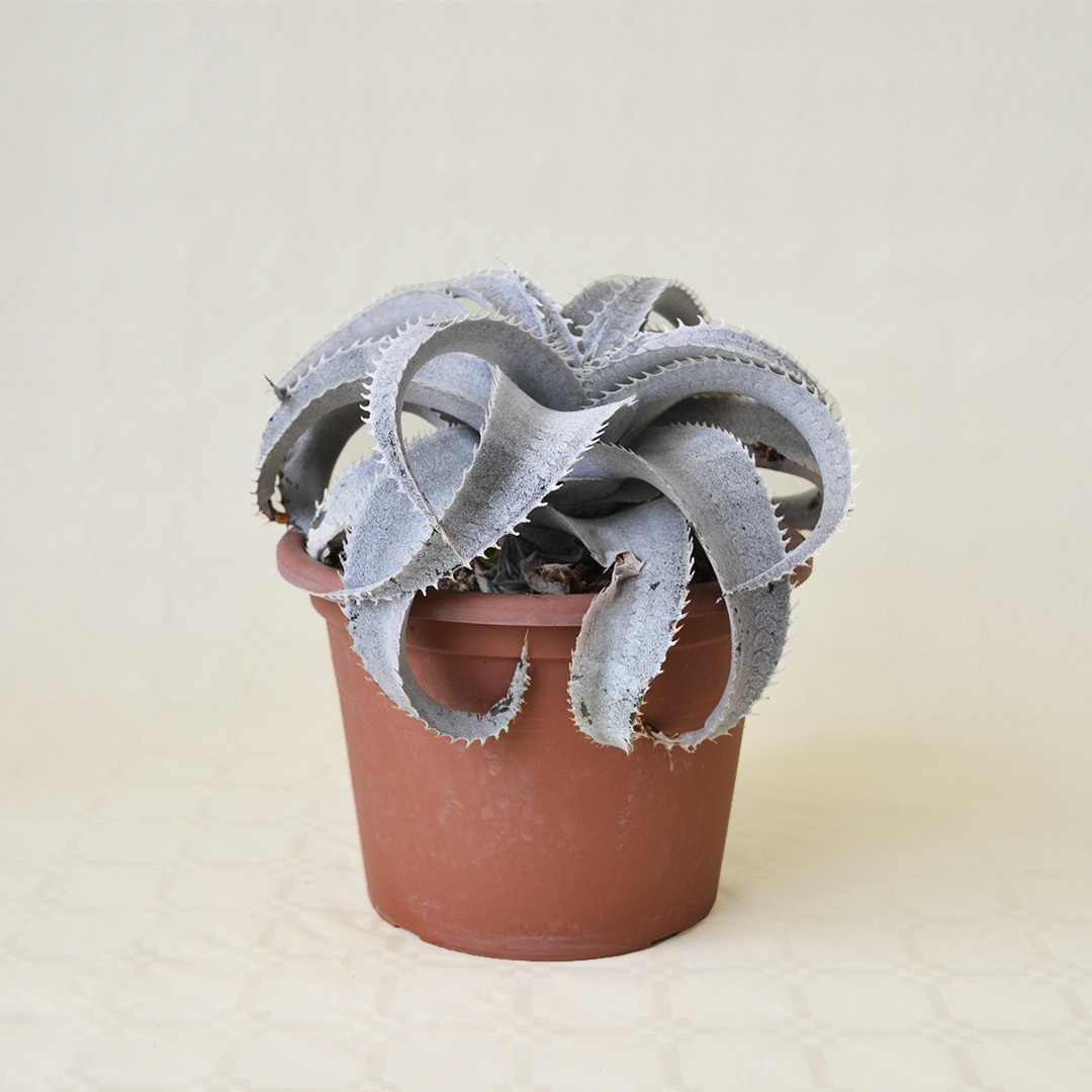 Dyckia marnier-lapostollei vaso 20
