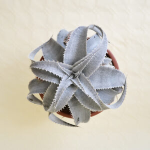 Dyckia marnier-lapostollei vaso Ø 20