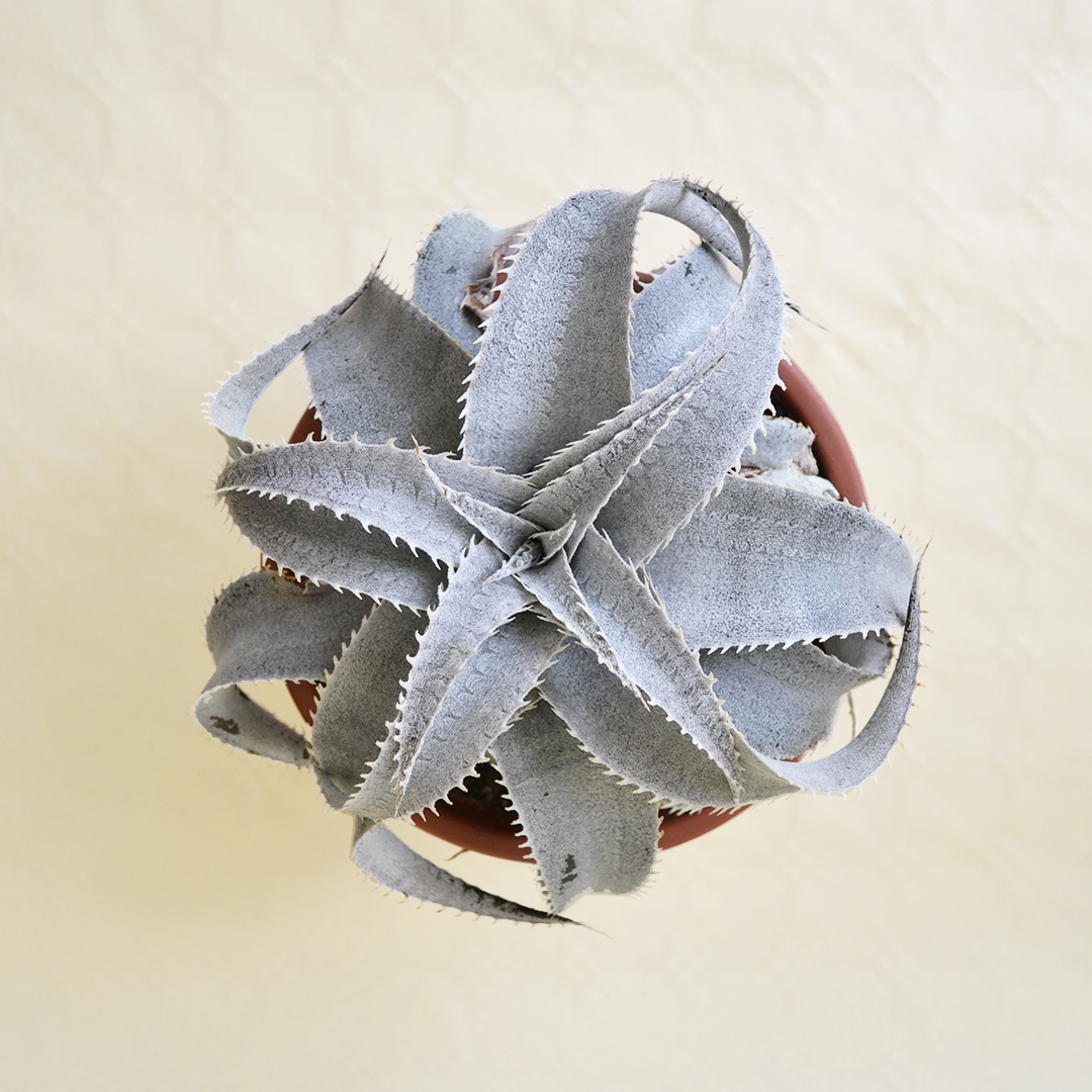 Dyckia marnier-lapostollei vaso 20