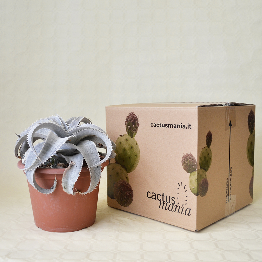 Dyckia marnier-lapostollei vaso 20