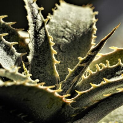 Dyckia marnieriana lapostollei