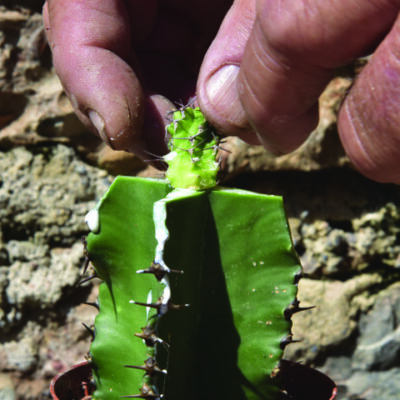 Euphorbia mitriformis Innesto