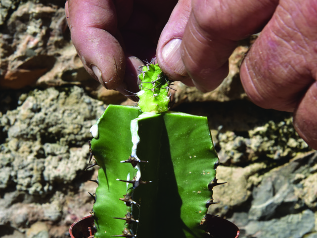 Euphorbia mitriformis Innesto
