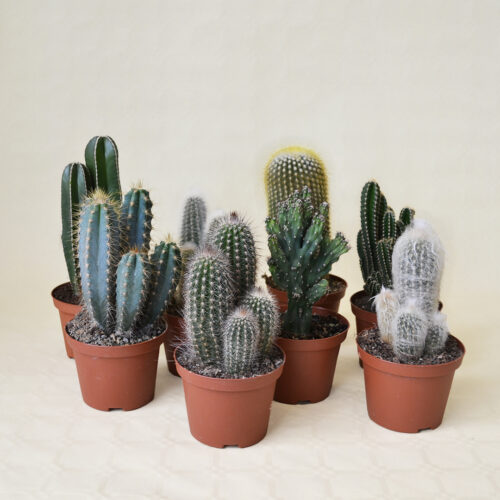 Set Cereus 8 piante Ø 10,5 cm