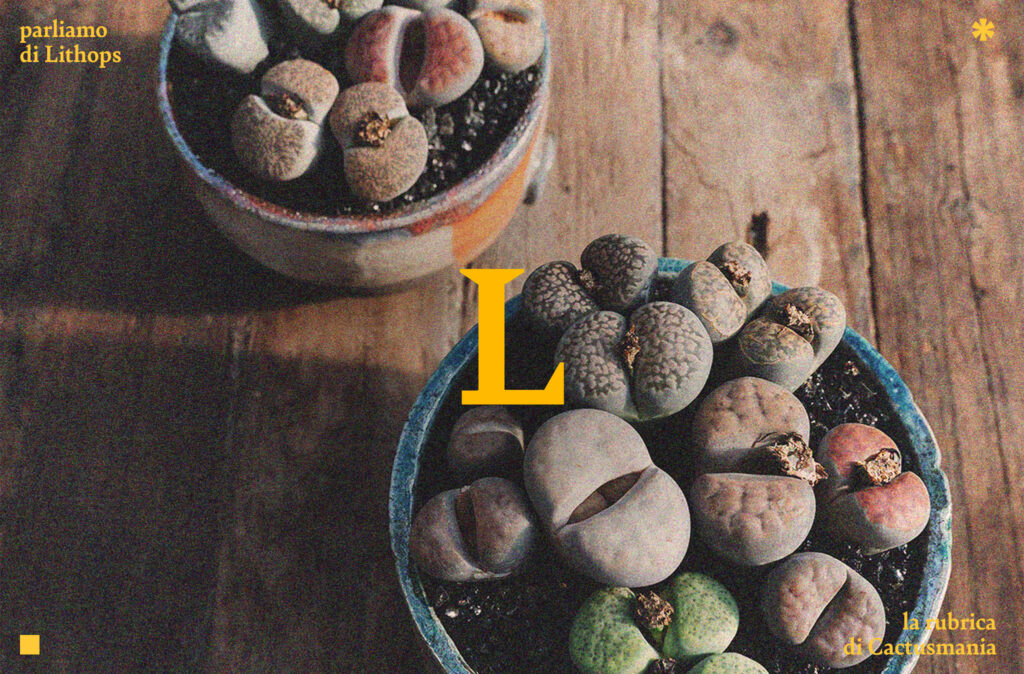 Foto di famiglia Lithops