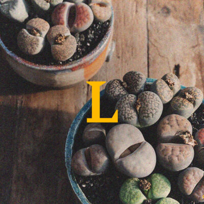 Foto di famiglia Lithops