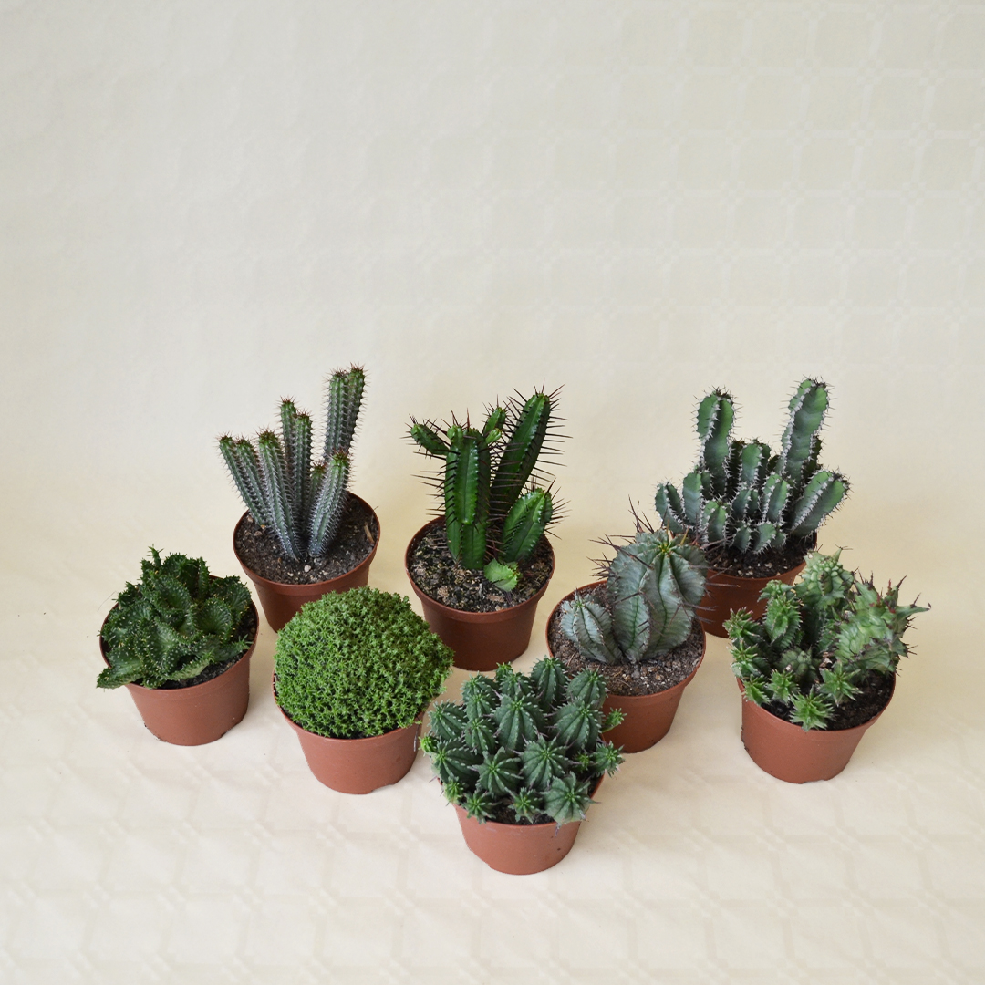 Set Euphorbia 8 piante assortite Ø 10,5 cm