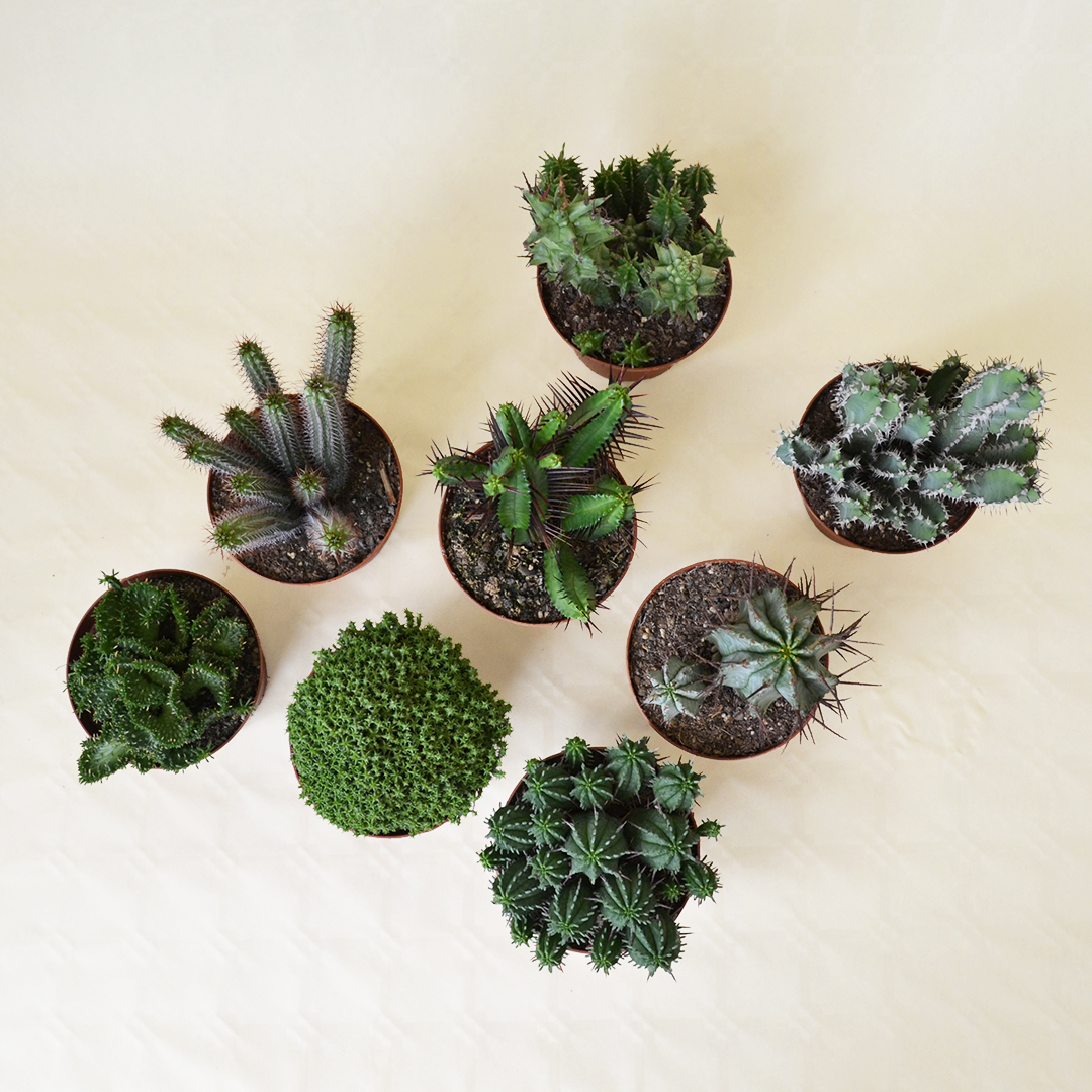Collezione Euphorbia 8 piante vaso 10,5