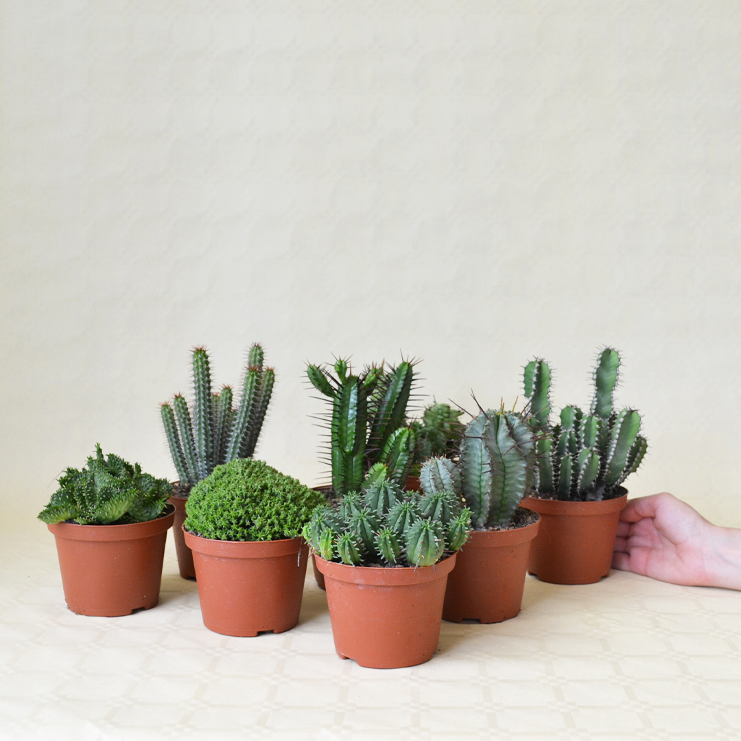 Collezione Euphorbia 8 piante vaso 10,5