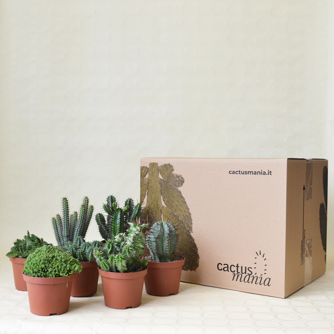 Collezione Euphorbia 8 piante vaso 10,5