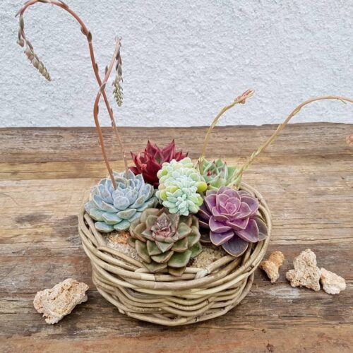 Cesto Echeveria - 'Componi la tua Mania'