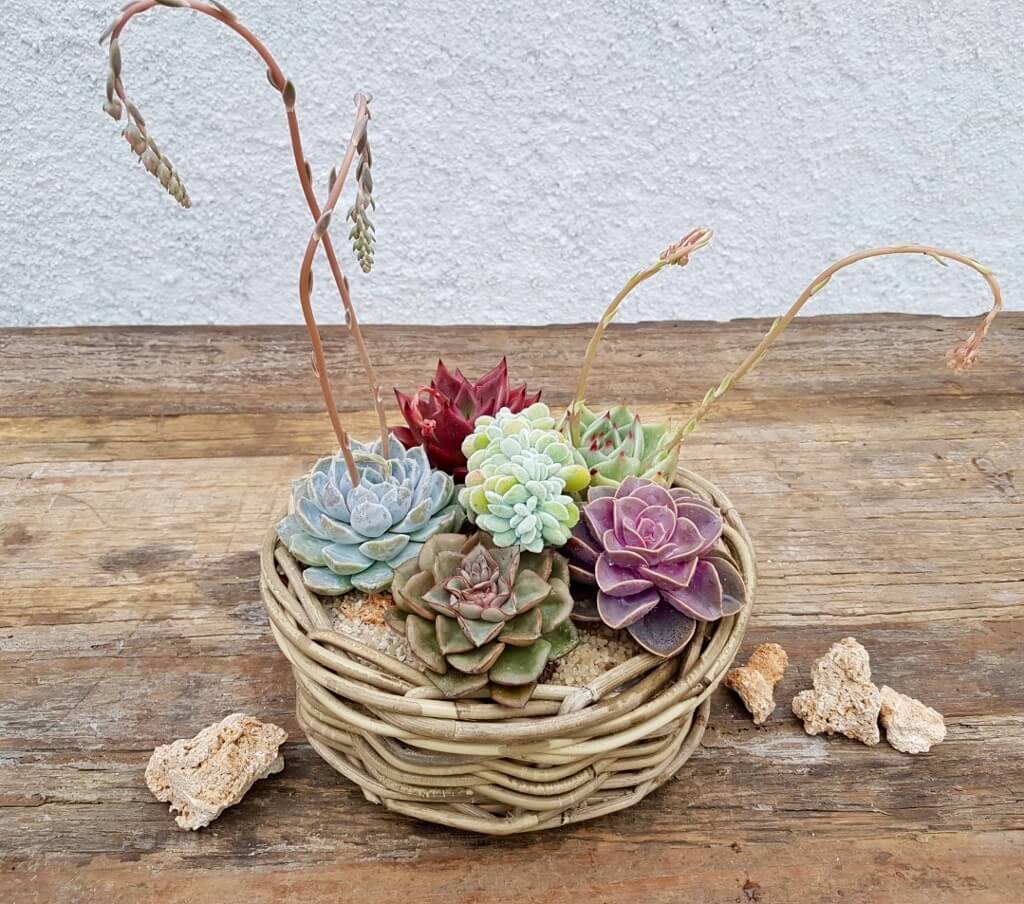 Cesto Echeveria - 'Componi la tua Mania'