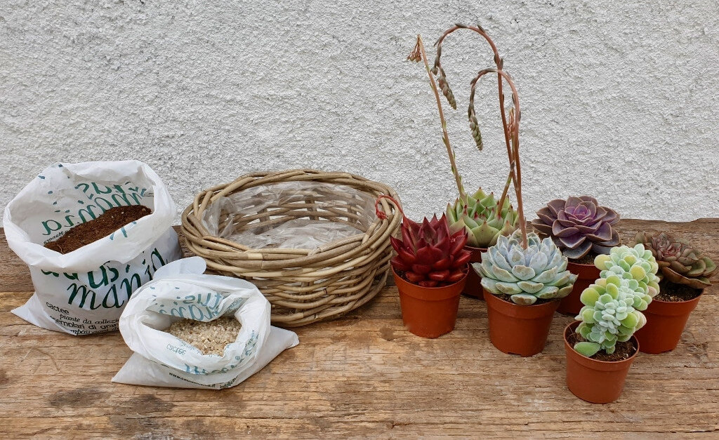 Cesto Echeveria - 'Componi la tua Mania'