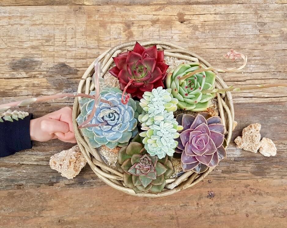 Cesto Echeveria - 'Componi la tua Mania'