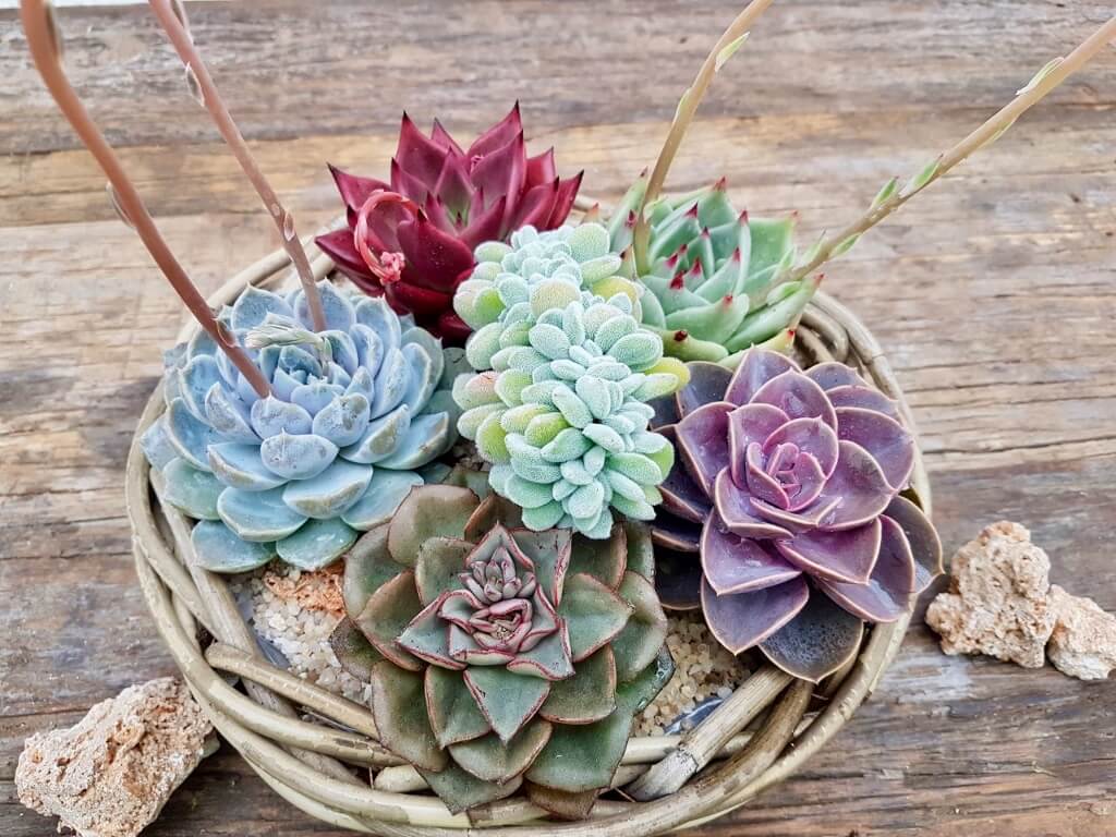 Cesto Echeveria - 'Componi la tua Mania'