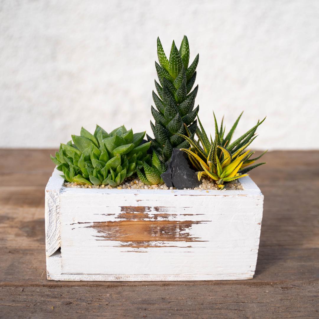 Composizione Haworthia - Componi la tua Mania