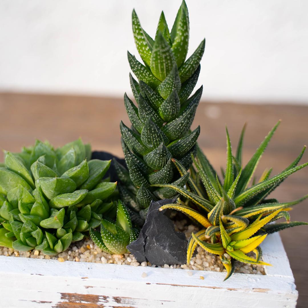 Composizione Haworthia - Componi la tua Mania