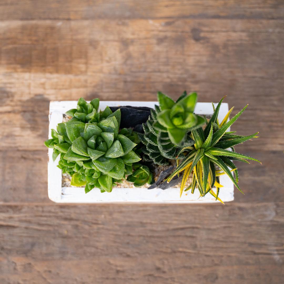 Composizione Haworthia - Componi la tua Mania