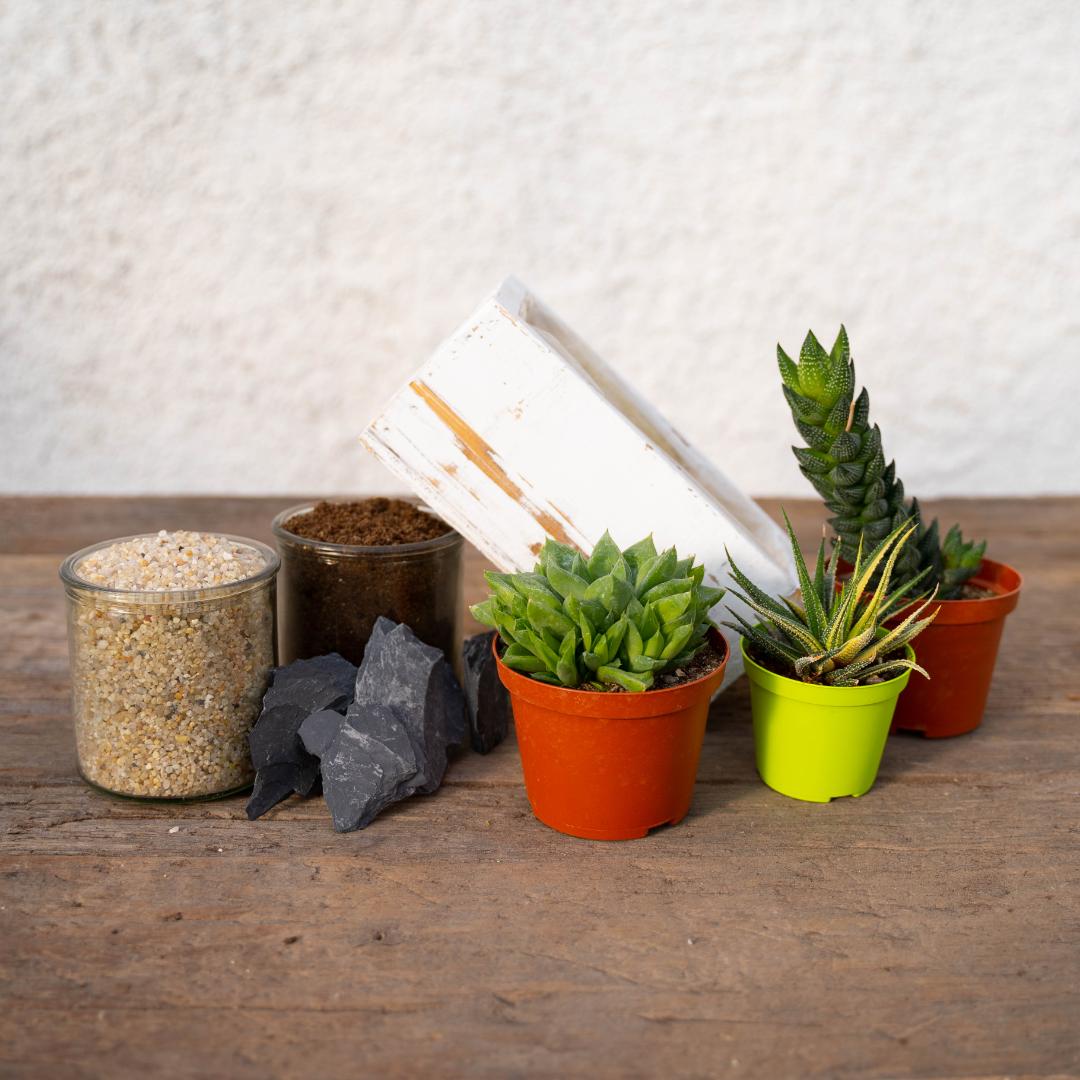 Composizione Haworthia - Componi la tua Mania
