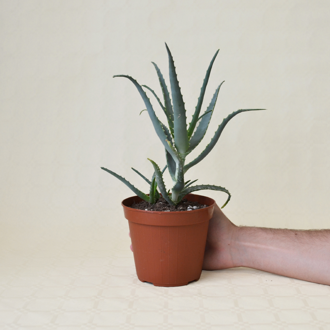 Aloe arborescens vaso Ø 14