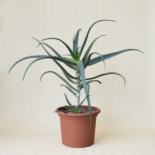 Aloe arborescens vaso 25