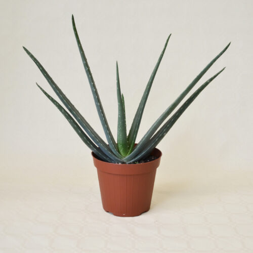 Aloe vera vaso Ø 14