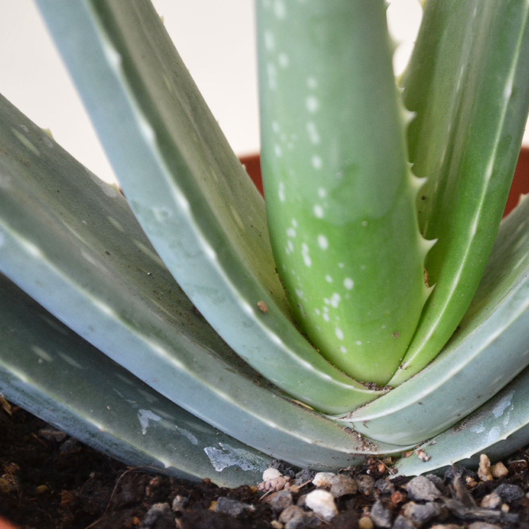 Pianta Aloe vera vaso  14 Vendita Online | Boutique Cactusmania