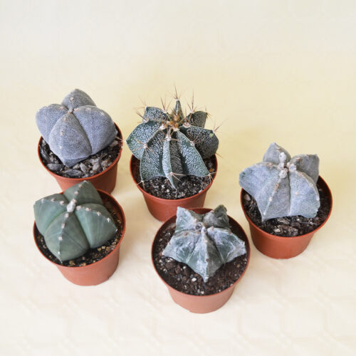Set di 5 Astrophytum assortiti Ø 10,5 cm