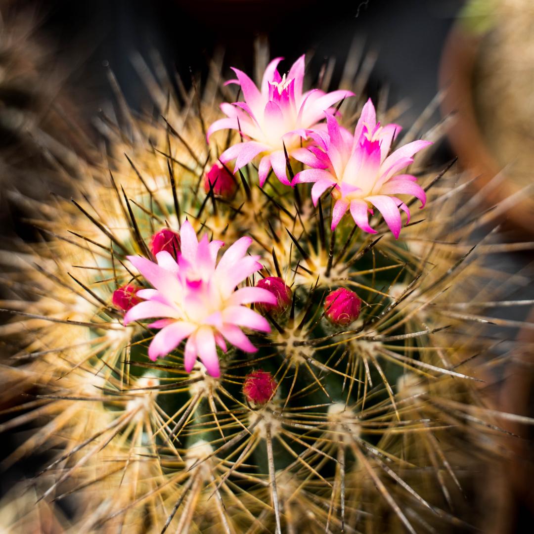Set 10 cactus fioriti Ø 10,5 cm - immagine 4