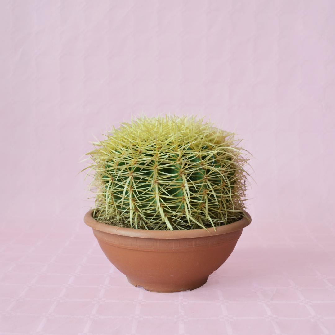 Echinocactus grusonii vaso Ø 20 cm