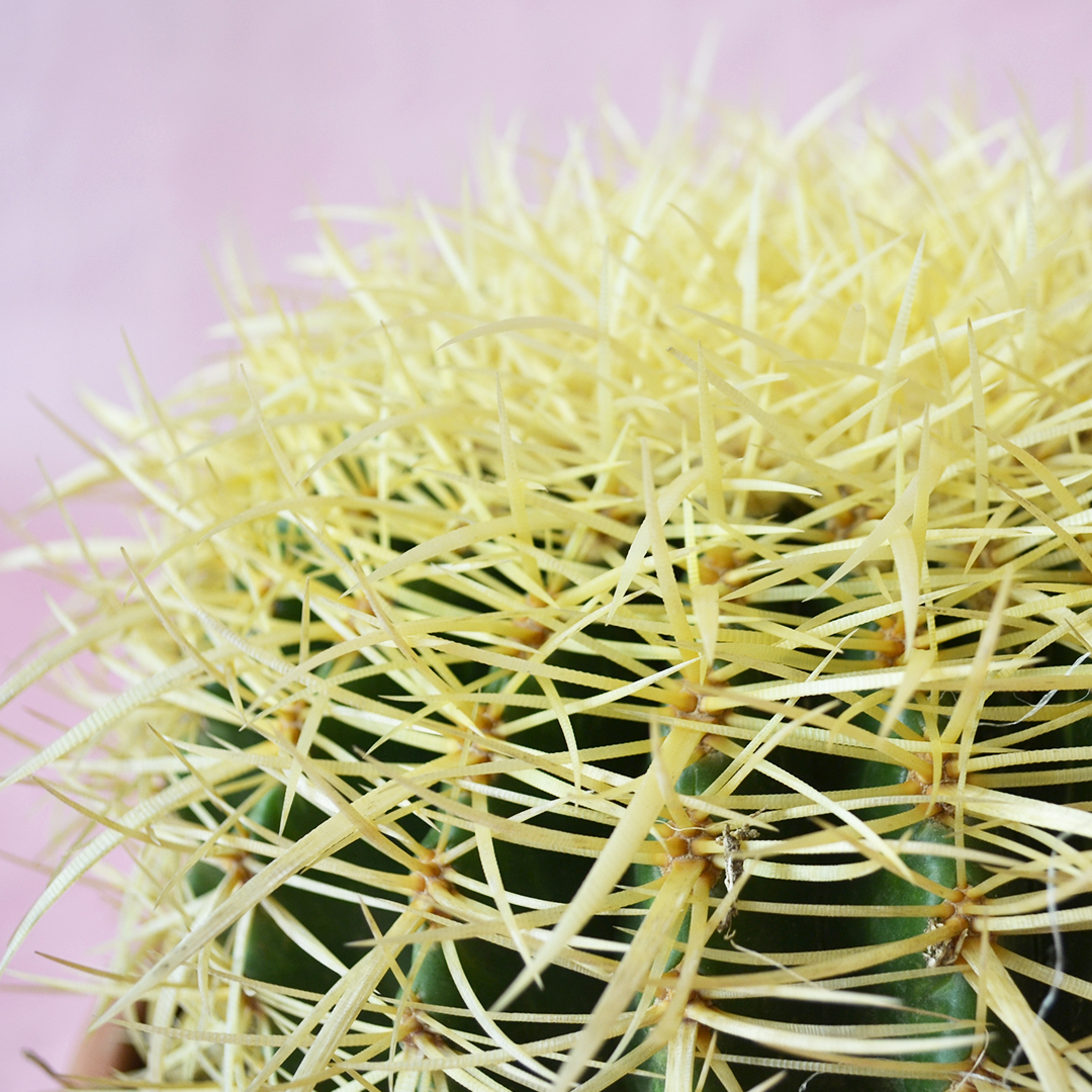 Echinocactus grusonii vaso Ø 20 cm