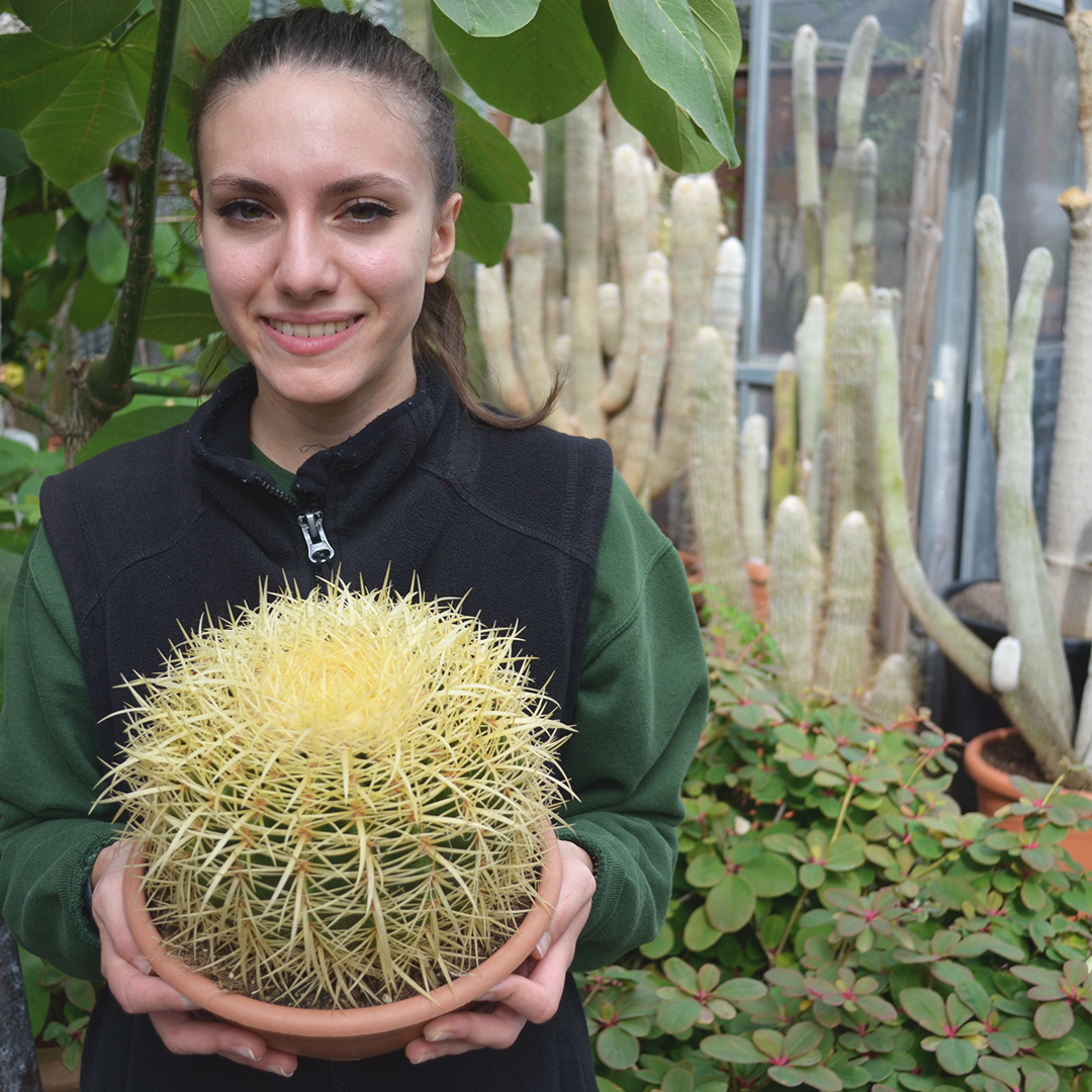 Echinocactus grusonii vaso Ø 20 cm