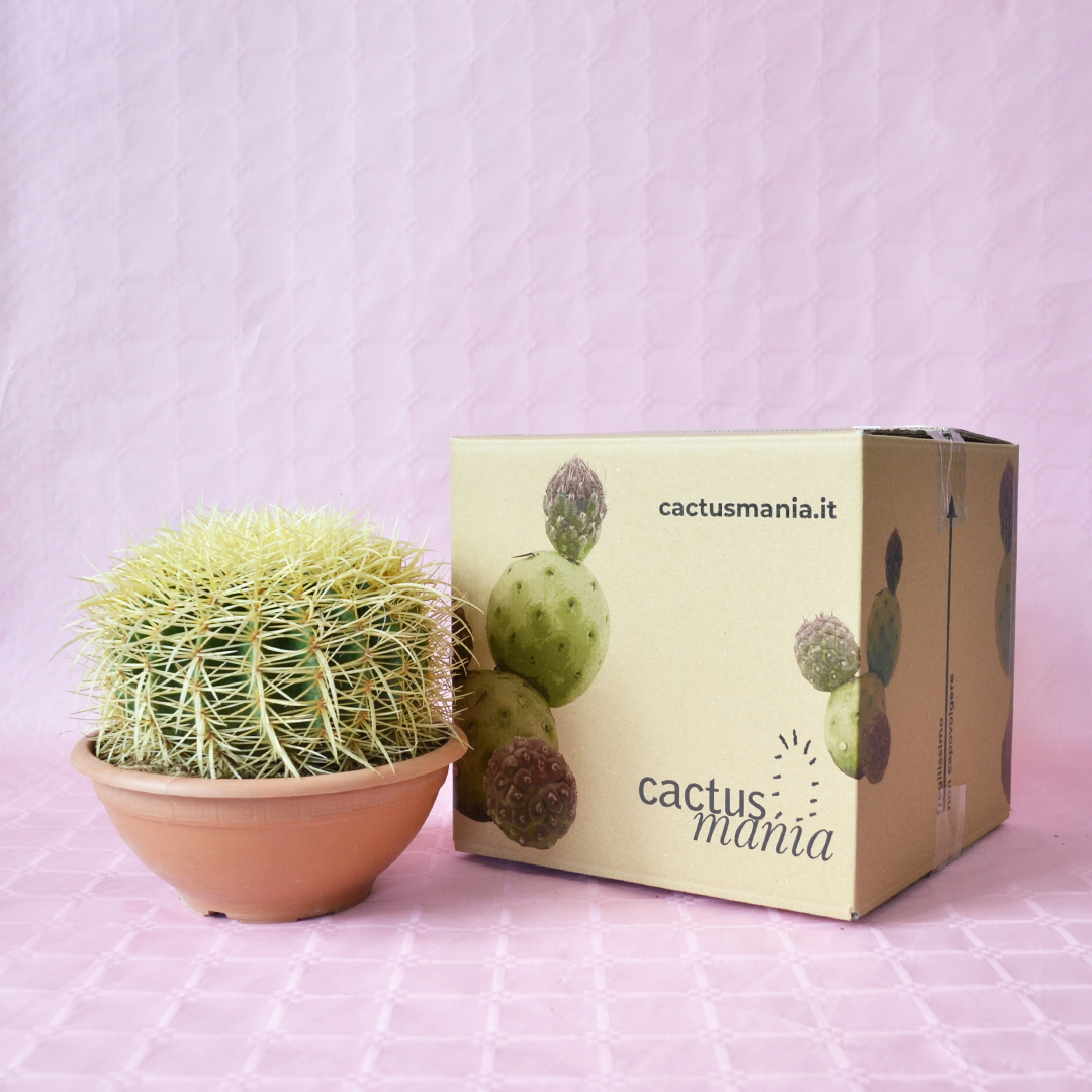 Echinocactus grusonii vaso Ø 20 cm