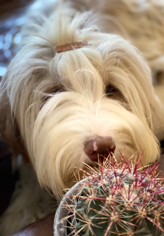 Ferocactus Cactusmania