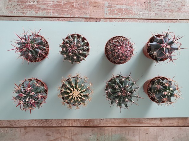 Ferocactus Collezione 8 piante vaso Ø 10,5
