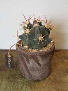 Ferocactus emoryi