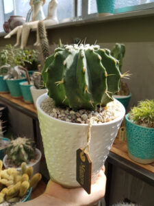 Ferocactus glaucescens inermis vaso in ceramica bianco