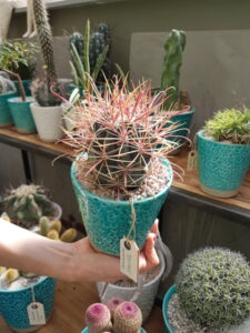 Ferocactus gracilis vaso in ceramica azzurro
