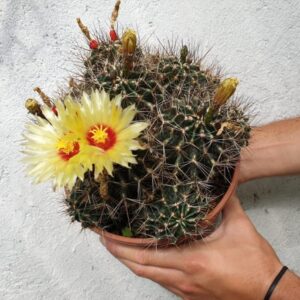 Ferocactus hamatacanthus