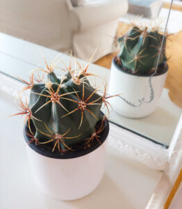 Ferocactus histrix