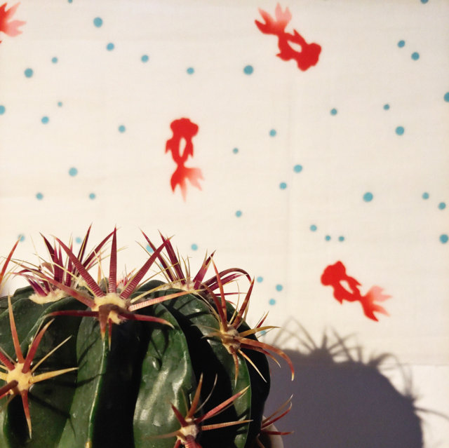 Ferocactus latispinus