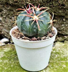 Ferocactus macrodiscus