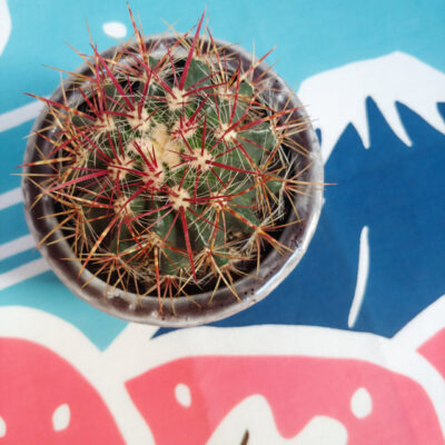 Ferocactus stainesi Pilosus