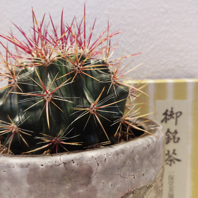Ferocactus stainesii
