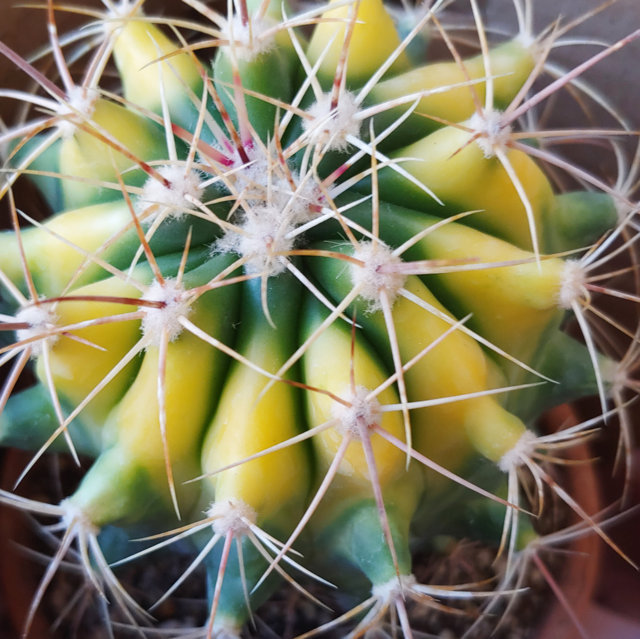 Ferocactus variegato