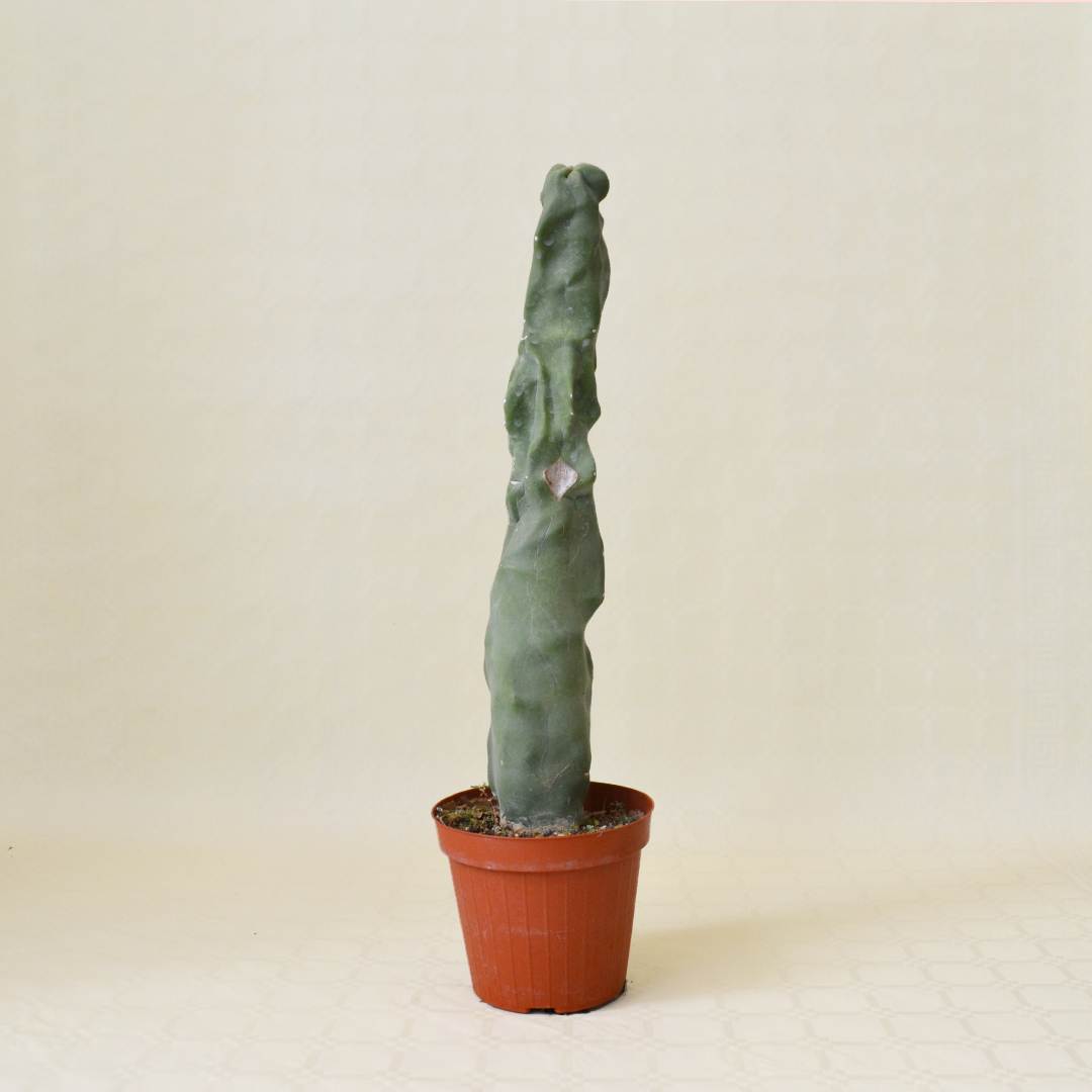 Lophocereus schottii inermis vaso 14